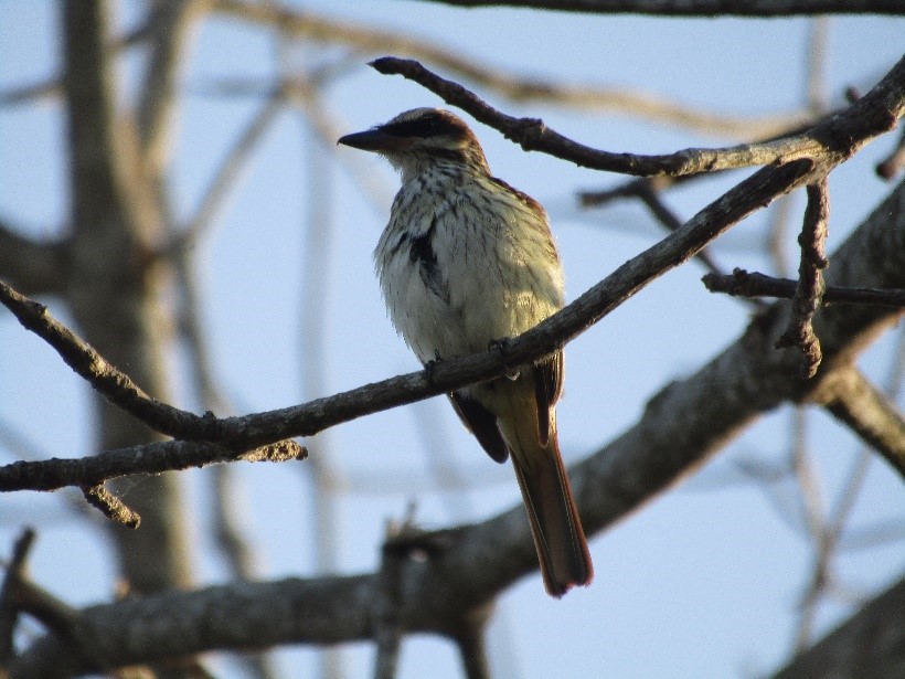 pajaro colombiano