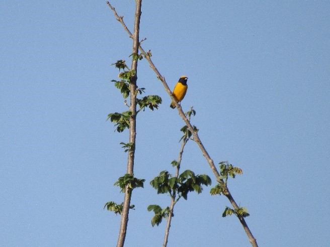 aves de colombia