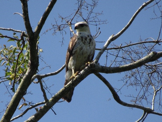 Bird watching | Colombia 1st place on Global Big Day 2023!